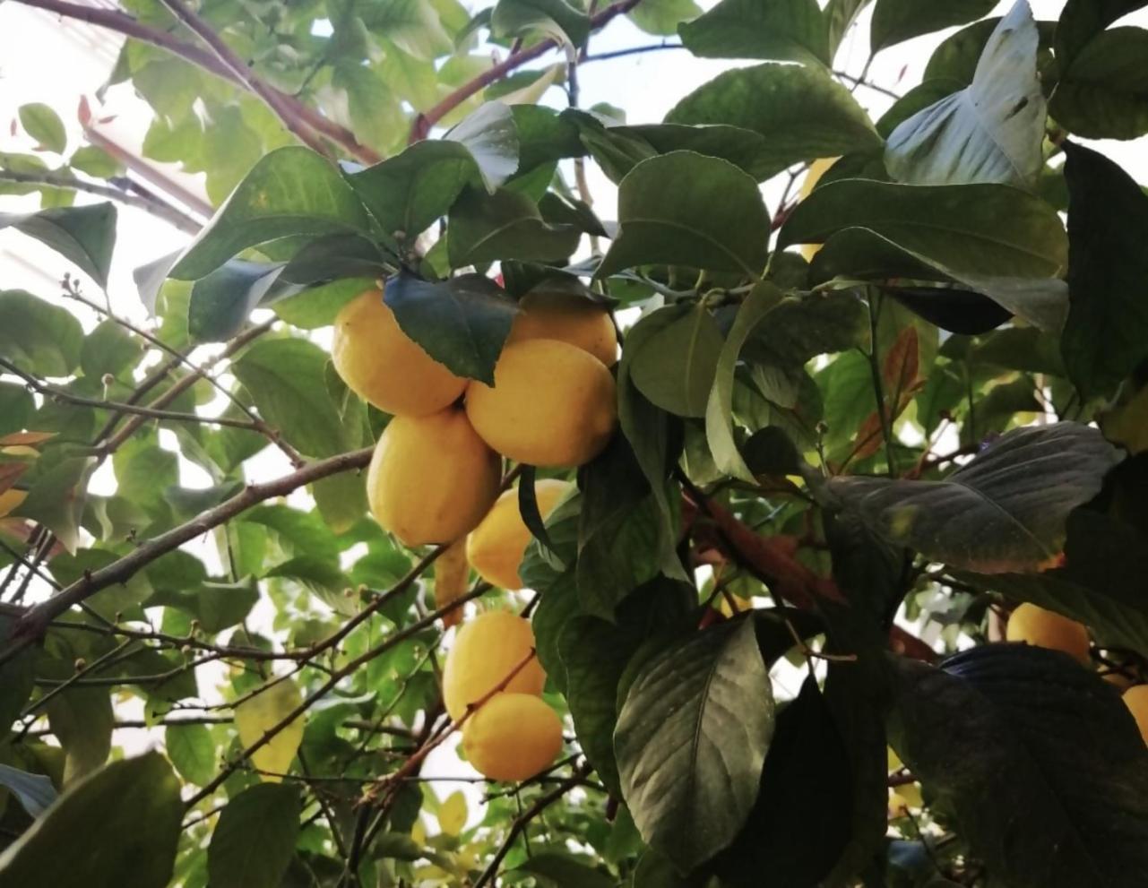 코르도바 El Limonar De La Ribera Parking Disponible De Pago 아파트 외부 사진